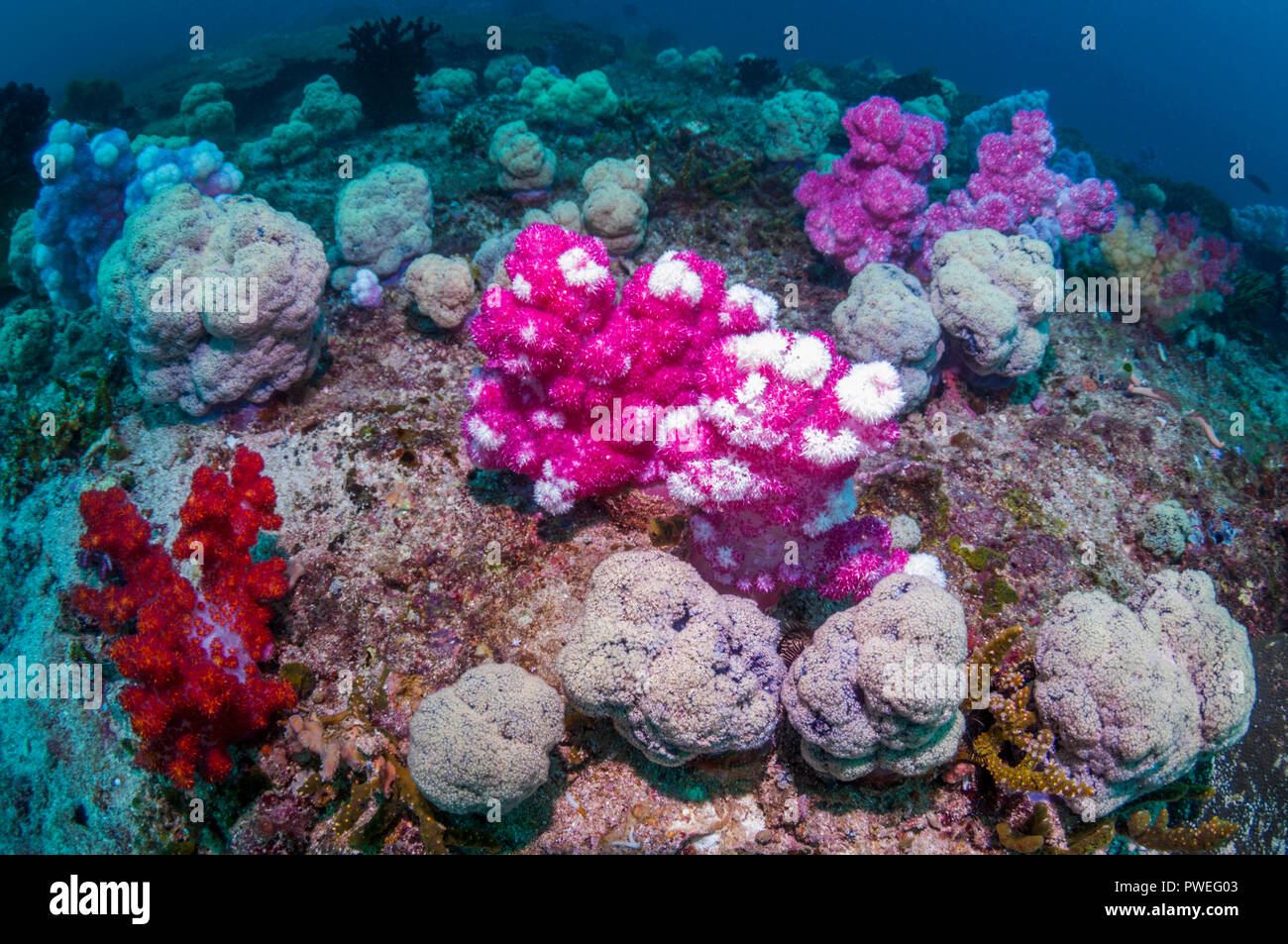 Weichkorallen [Dendronephthya sp.] auf Korallenriff. West Papua, Indonesien. Stockfoto