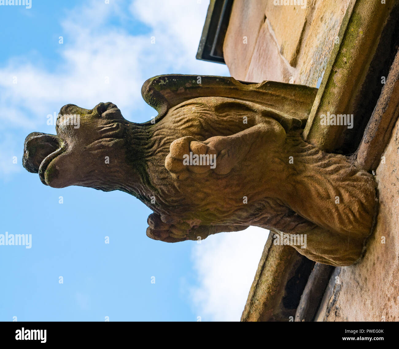 Erodiert Sandstein Tier mit Flügeln Gargoyle, St. Mary's Episcopal Church, Dalkeith, Midlothian, Schottland, Großbritannien Stockfoto