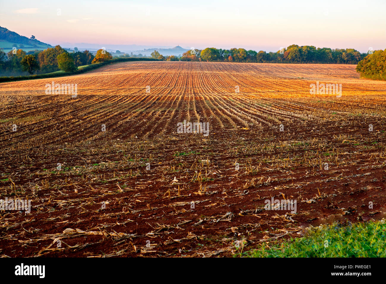 Am frühen Morgen das Sonnenlicht auf eine kürzlich geerntet Farmland mit Blick auf die Glastonbury Tor. Wells, Somerset, Großbritannien Stockfoto