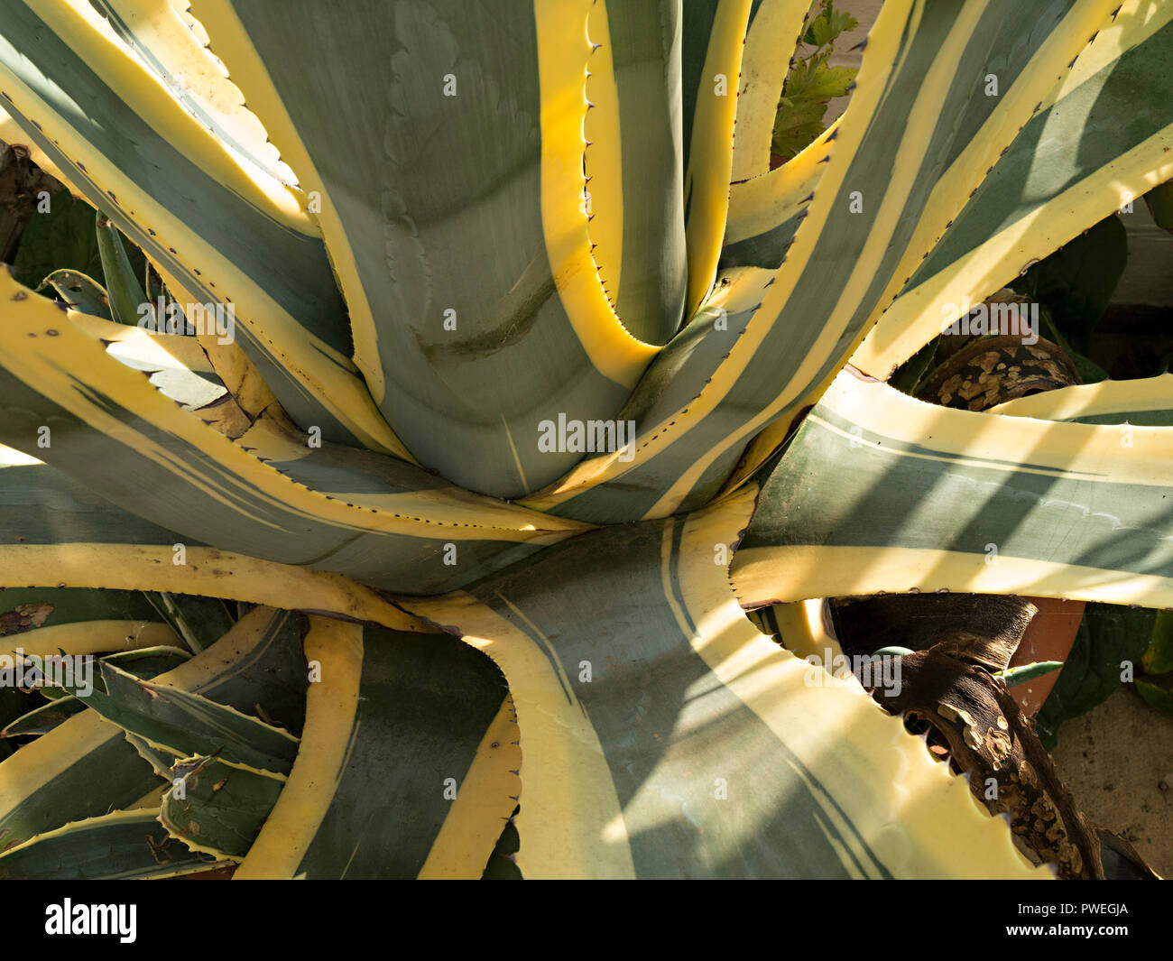 Agave Americana Variegata Stockfotos und bilder Kaufen Alamy