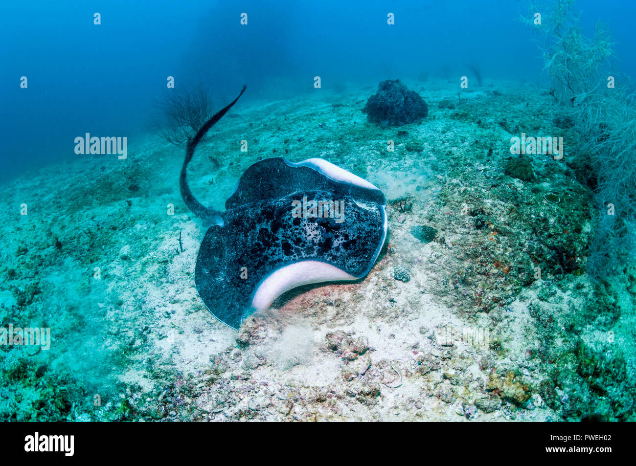Runde oder gestromt Fantail ribbontail Ray [Taeniura meyeni]. West Papua, Indonesien. Stockfoto