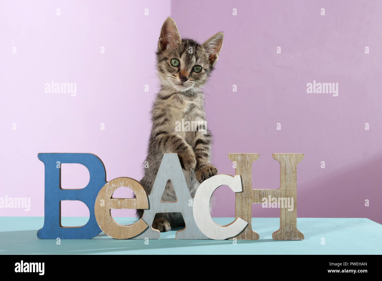 Schwarz tabby Kitten, 2 Monate alt, sitzt zwischen den Worten Strand Stockfoto