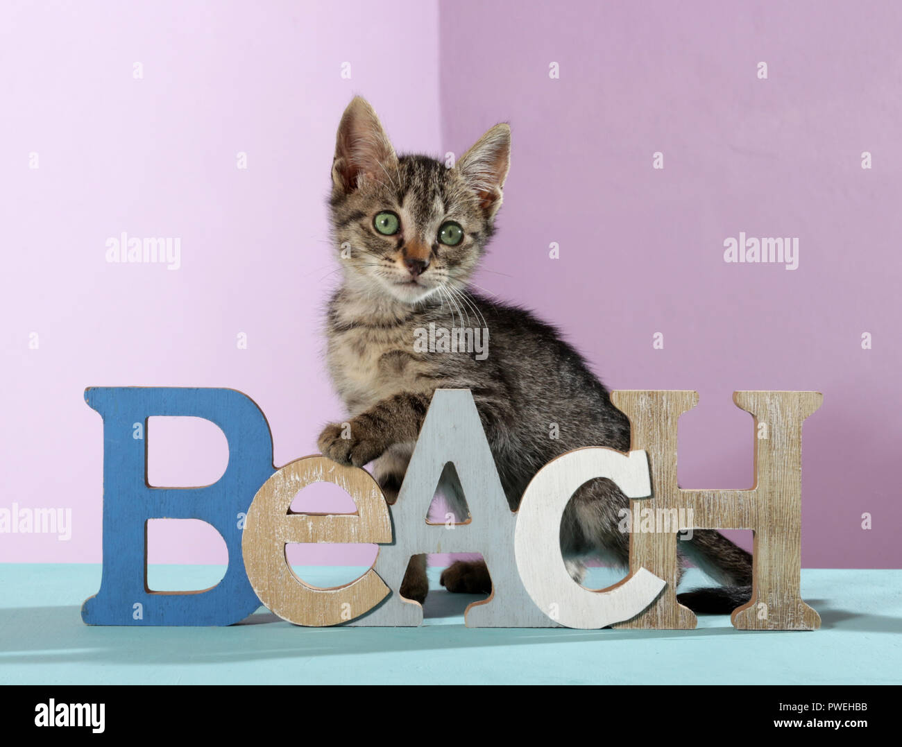 Schwarz tabby Kitten, 2 Monate alt, sitzt zwischen den Worten Strand Stockfoto