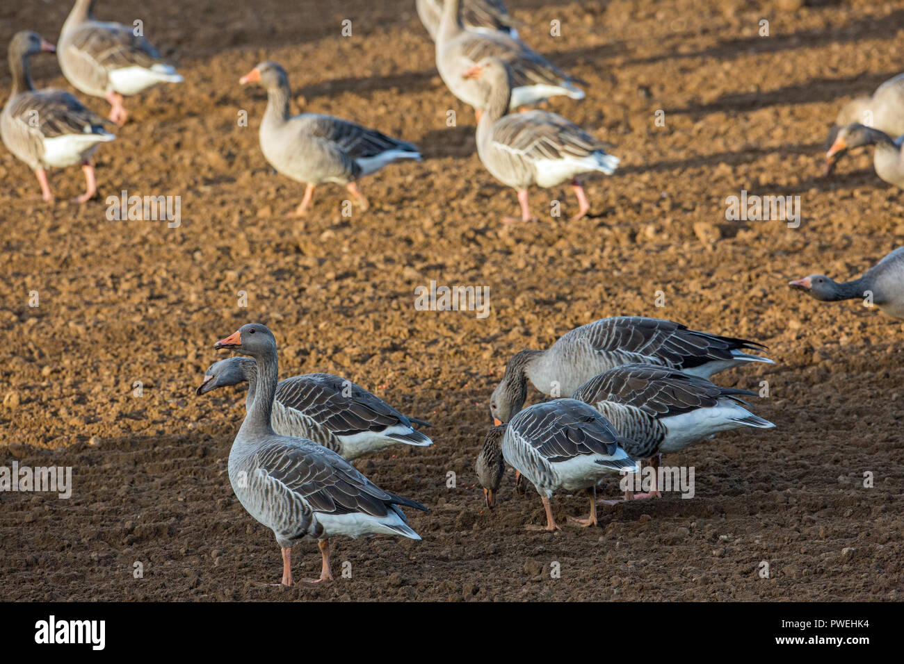 Graugänse (Anser anser). Resident Herde füttern aus kürzlich geerntet, jetzt neu gebohrt, landwirtschaftliche Gebiet. Herbst. Oktober. Ingham. Norfolk. East Anglia. Die ​UK. Stockfoto