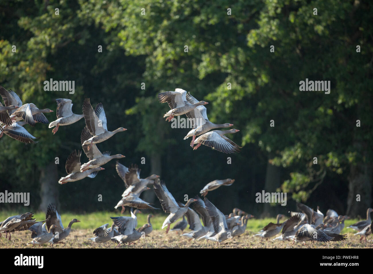 Graugänse (Anser anser). Herde, oder Schar, wobei off​ Flug, von einem Müsli Feld. Resident Herde. Ingham, Norfolk. Stockfoto
