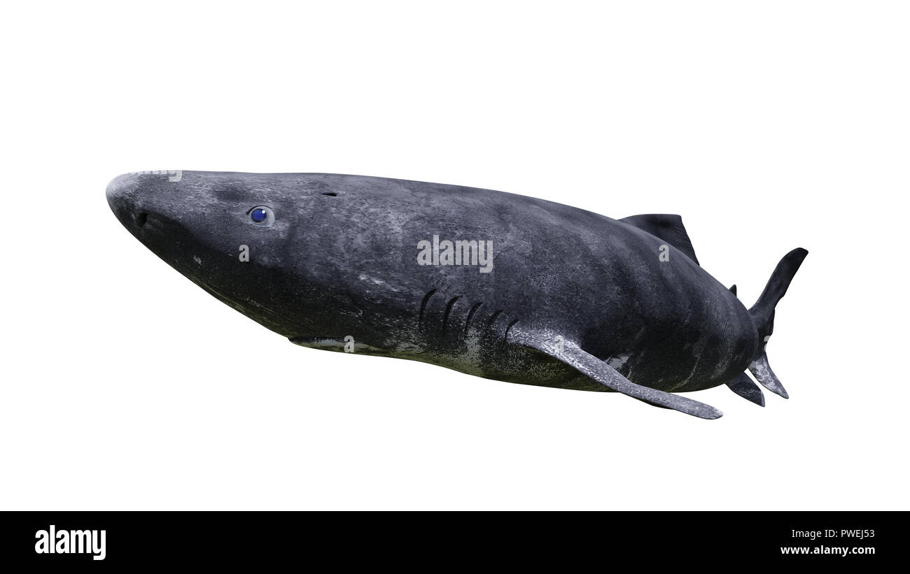 Grönland Hai schwimmen, Somniosus Microcephalus auf weißem Hintergrund Stockfoto