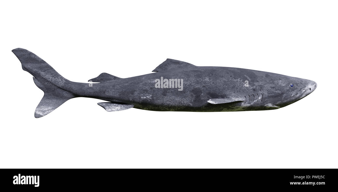 Grönland shark auf weißem Hintergrund, Somniosus Microcephalus Seitenansicht Stockfoto