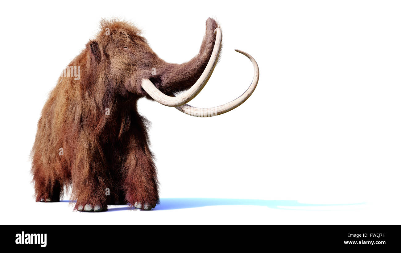 Mammuts, Prähistorische Säugetiere mit Schatten auf weißem Hintergrund Stockfoto