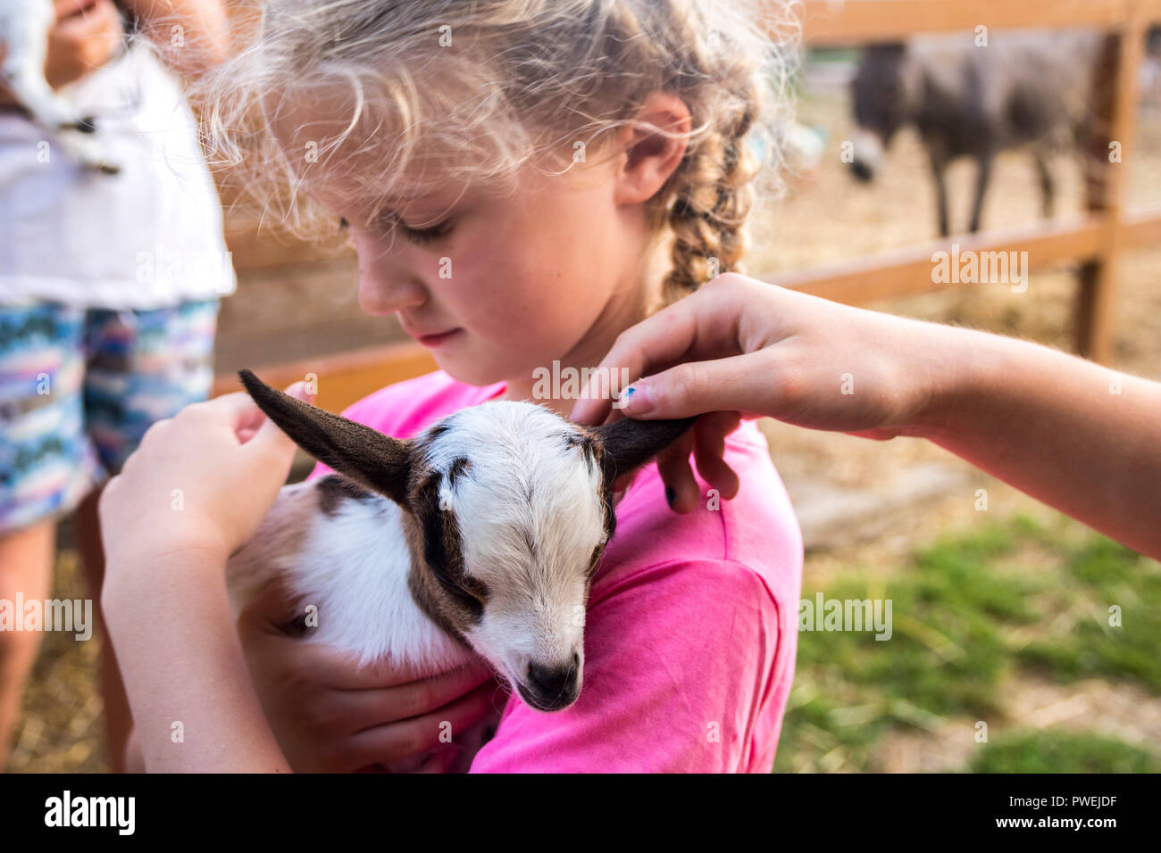 Closeup Kind hält ein Baby Ziege, braun weiß Neugeborene, zarte Konzept, Natur, Tiere, Tier, kleine Dinge, Glück freundlichkeit Liebe Stockfoto