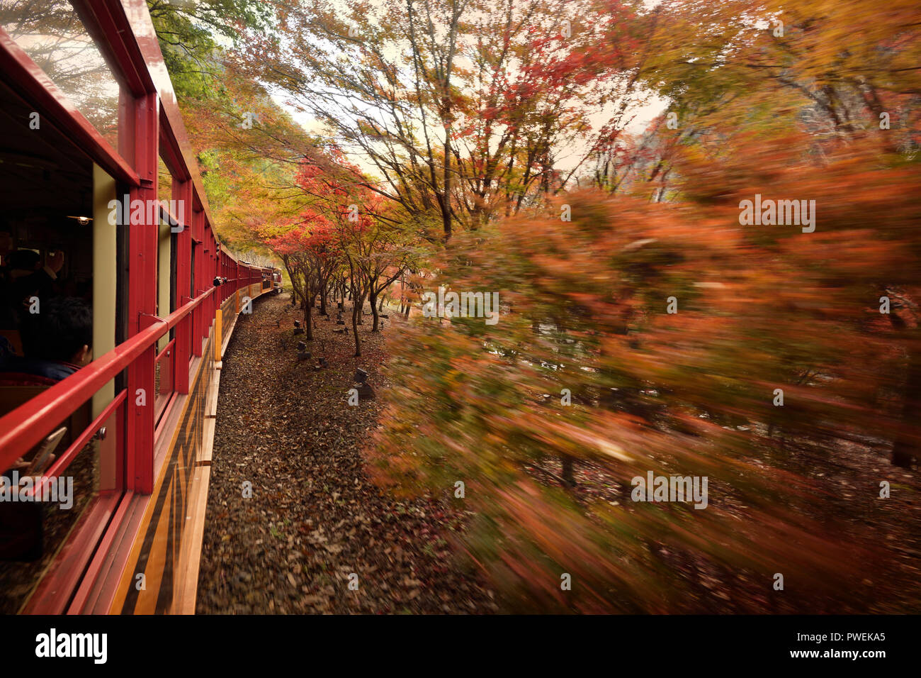 Sagano Sagano Scenic Railway, romantischen Zug, sightseeing Fahrt entlang Hozukyo Schlucht im Herbst Natur Landschaft von Saga Kameoka torokko Arashiyama zu s Stockfoto