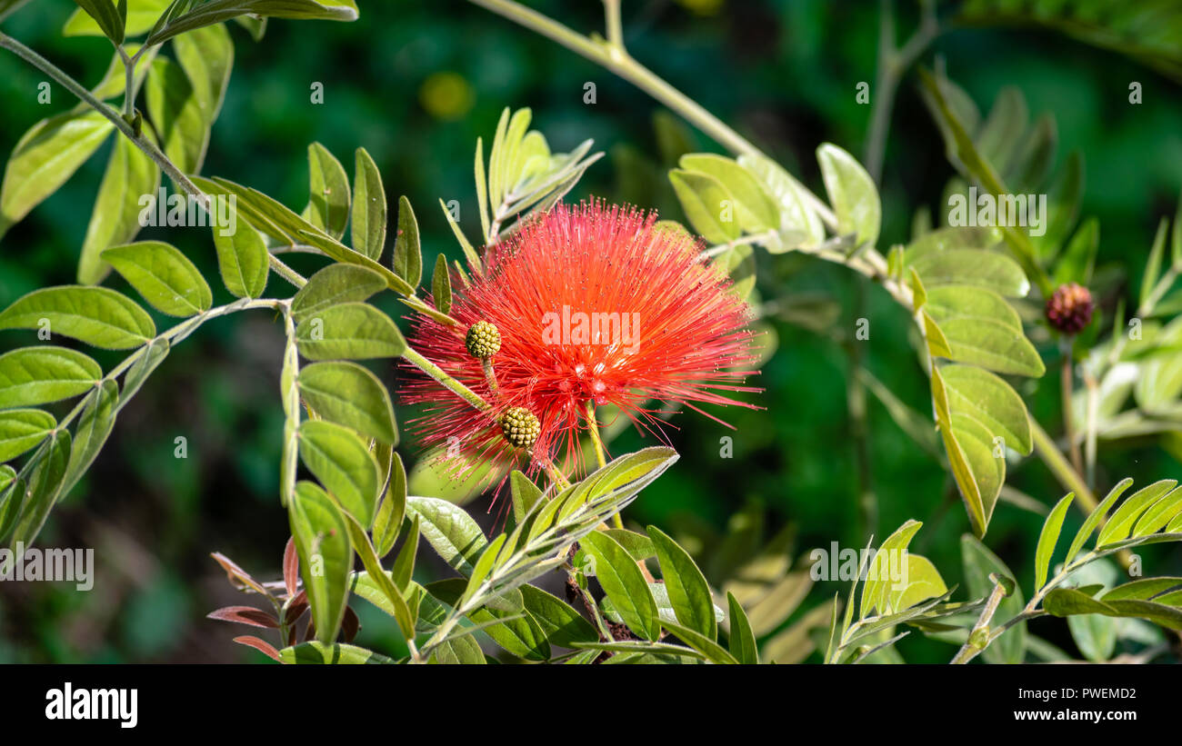 Calliandra Blume Stockfoto