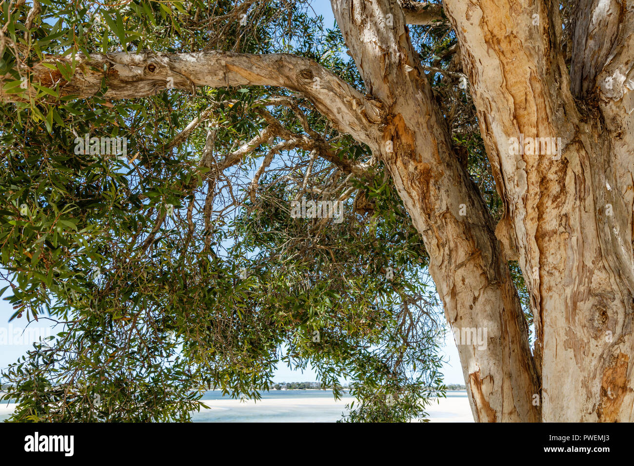 Melaleuca quinquenervia oder Papier Rinde t-Baum. Sunshine Coast, Queensland, Australien Stockfoto