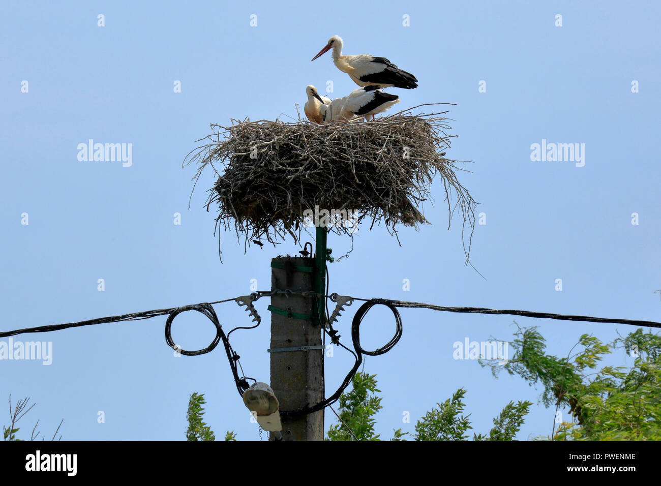 Weißstörche in einem Storchennest auf einem Strommast, Ciconia ciconia, Partizani Dorf an der Sulina-Arm der Donau, Rumänien, Tulcea County, Maliuc Gemeinde, Dobrudscha, Donaudelta, Biosphärenreservat Donaudelta, River Delta, Estuary, Donau Mund bis zum Schwarzen Meer, UNESCO-Weltkulturerbe, natürliche Sehenswürdigkeit Stockfoto