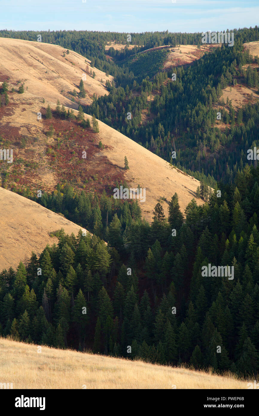 Isqúulktpe Creek übersehen, Blue Mountain Forest State Scenic Korridor, Oregon Stockfoto