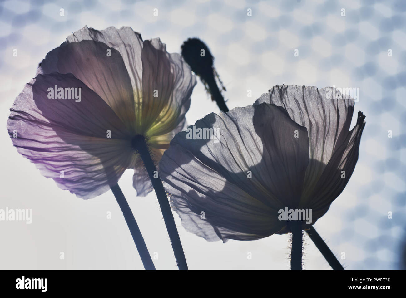 Mohnblumen Stockfoto