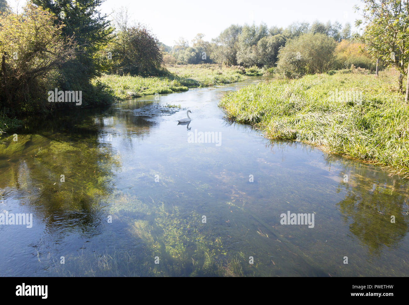 Schwan schwimmen auf der Salisbury Fluss Avon, Fifield, in der Nähe von Netheravon, Wiltshire, England, Großbritannien Stockfoto