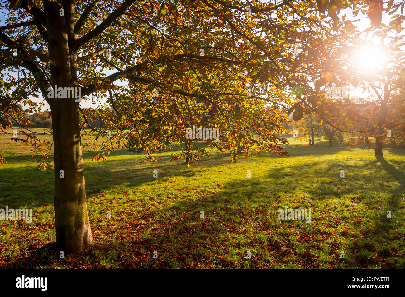 Helle malerischen Herbst Blick von Sonnenlicht durch gelbe Blätter in einer grünen Parklandschaft gefiltert Stockfoto