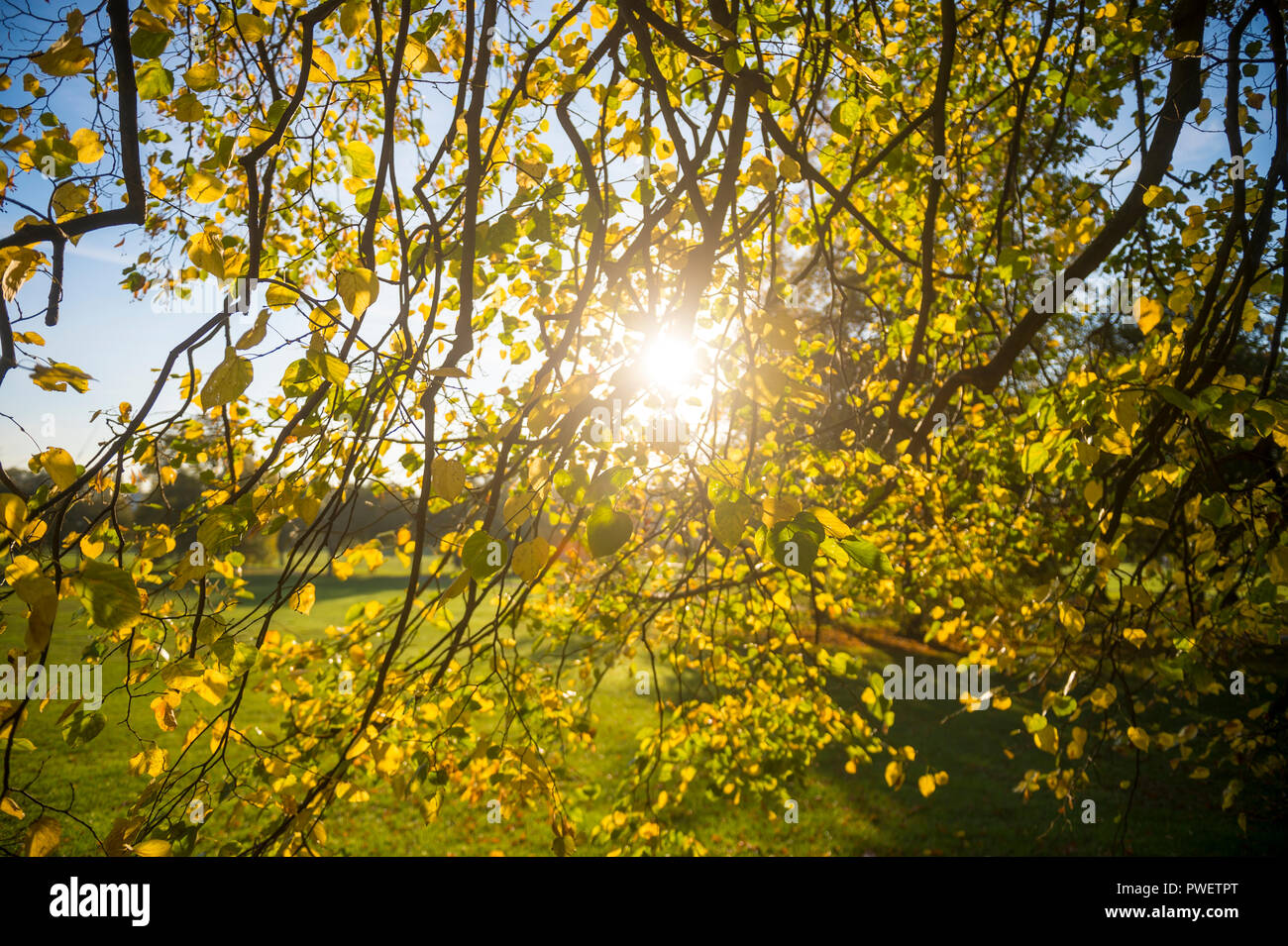 Helle malerischen Herbst Blick von Sonnenlicht durch gelbe Blätter in einer grünen Parklandschaft gefiltert Stockfoto