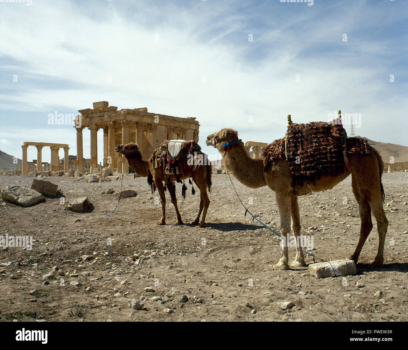 Dromedar. Römische Ruinen, Palmyra. Syrien. (Bild vor dem syrischen Bürgerkrieg). Stockfoto