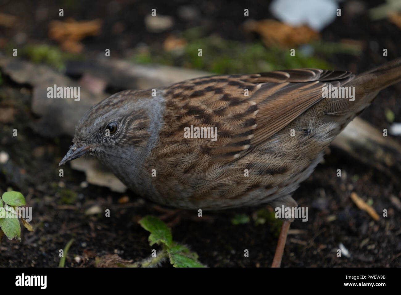 Nahaufnahme eines braunen und schwarz gesprenkelten Dunnock, der oft als Heckensparrow bezeichnet wird. Stockfoto
