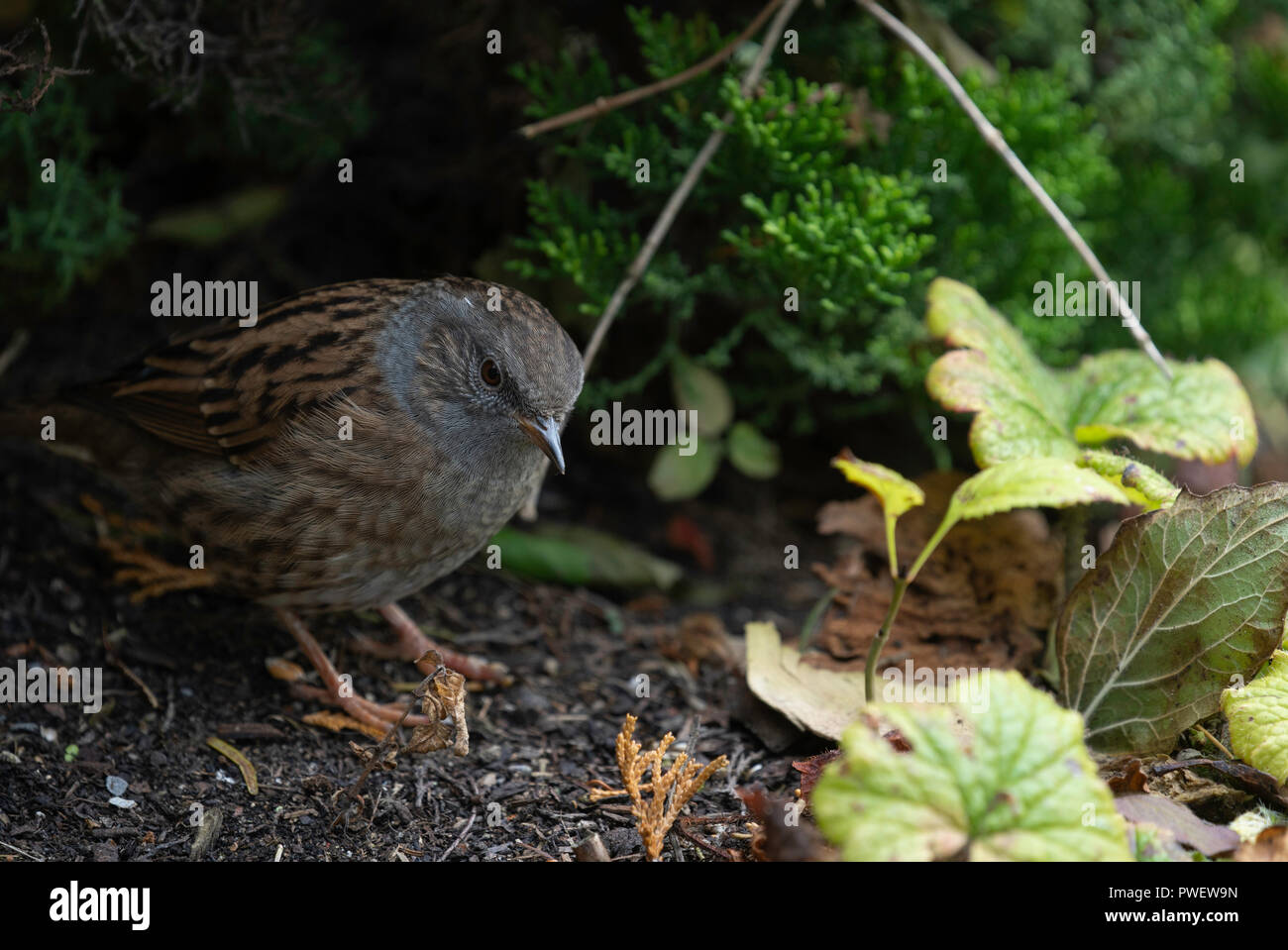 Schüchterne kleine braune und schwarz gesprenkelte Heckensparrow, die zwischen grünem Laub im Wald steht. Stockfoto