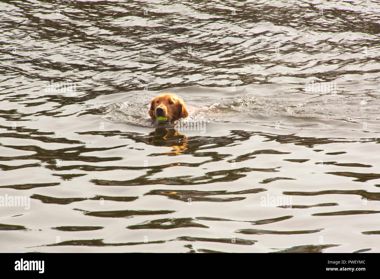 Hund spielen holen und Abrufen von Tennis Ball in Wasser Stockfoto