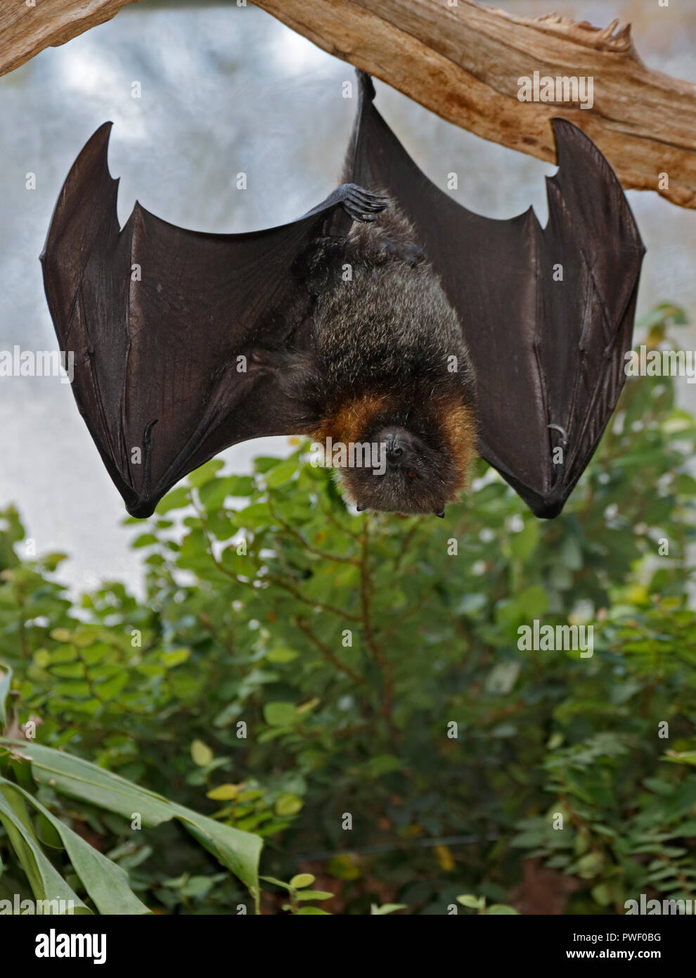 Rodrigues Obst bat (pteropus rodricensis) Stockfoto