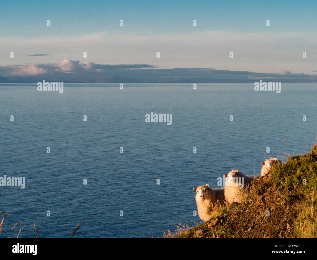 Drei isländischen wilde Schafe Roaming an der Küste von Island Stockfoto