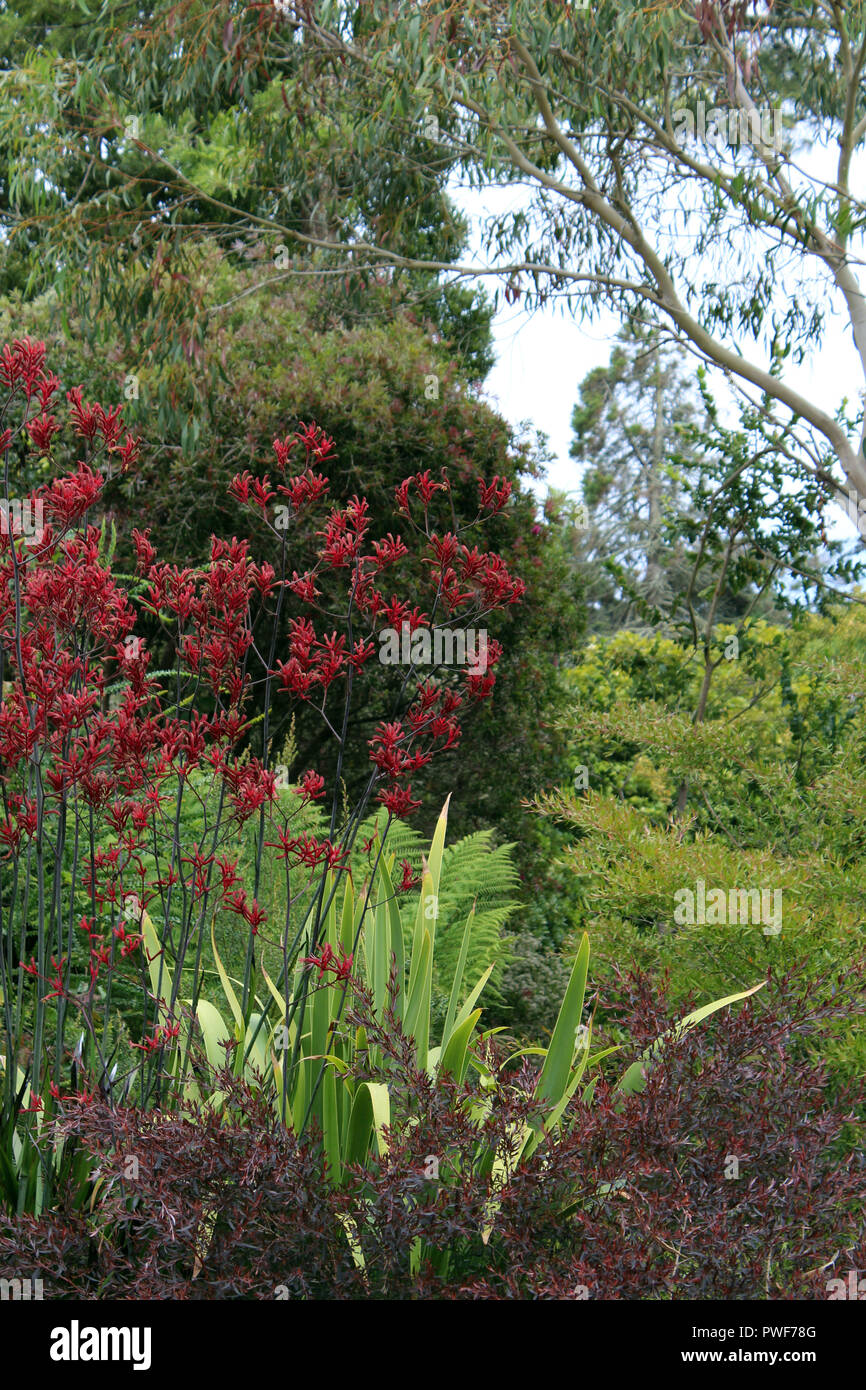 Blumen, Büschen, Farne, Bäume, Sträucher in einem