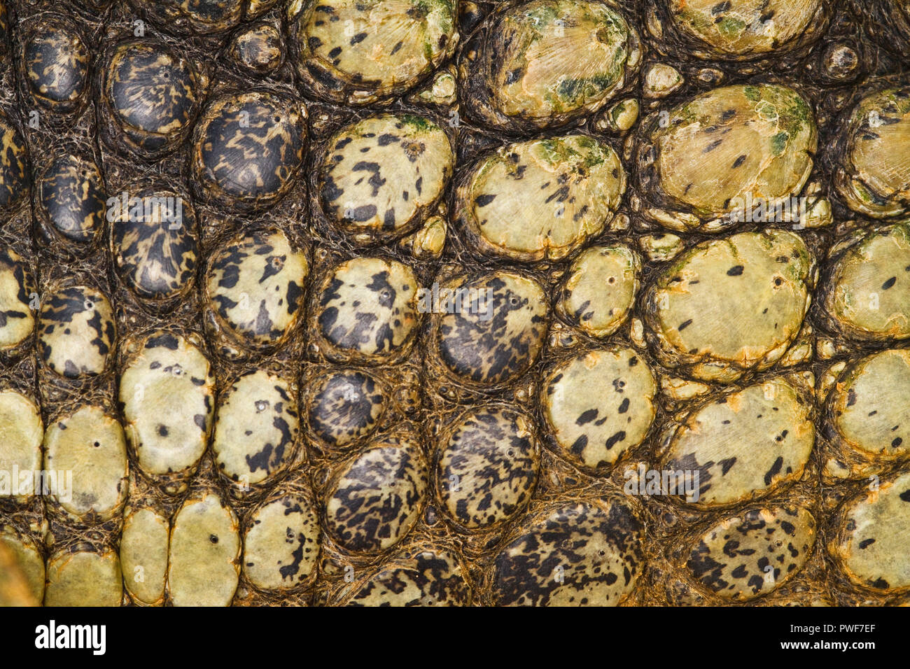 Textur einer Krokodilleder Stockfoto