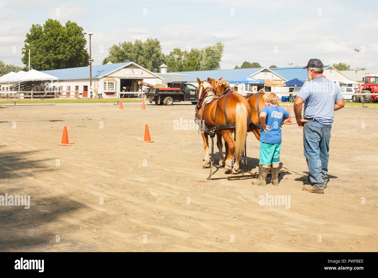 Pferde an der County Fair Stockfoto