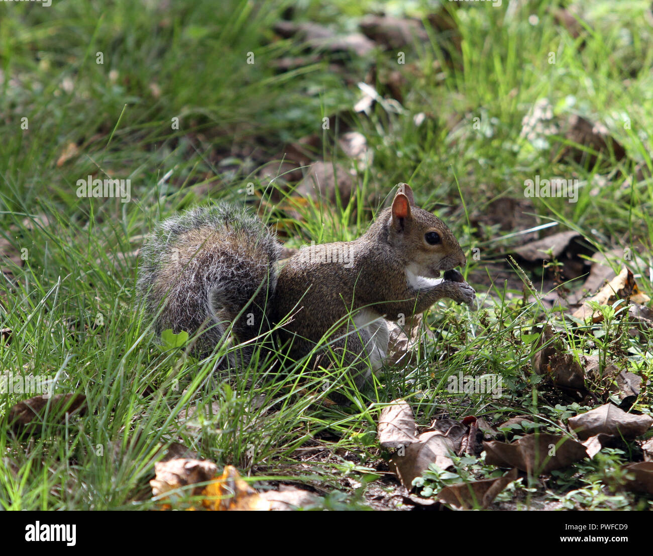 Ein Eichhörnchen findet eine Beere in den Florida Everglades am 15. Oktober 2018 Stockfoto