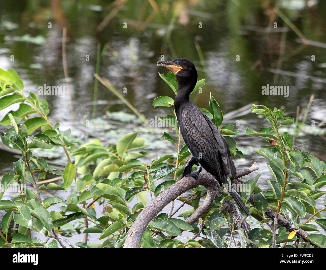 Eine Comorant Sonnen in einem Baum im Florida Everglades am 15. Oktober 2018 Stockfoto
