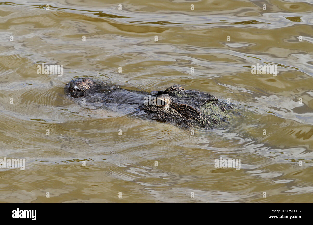 Ein Alligator watet in einem See in den Florida Everglades am 15. Oktober 2018 Stockfoto