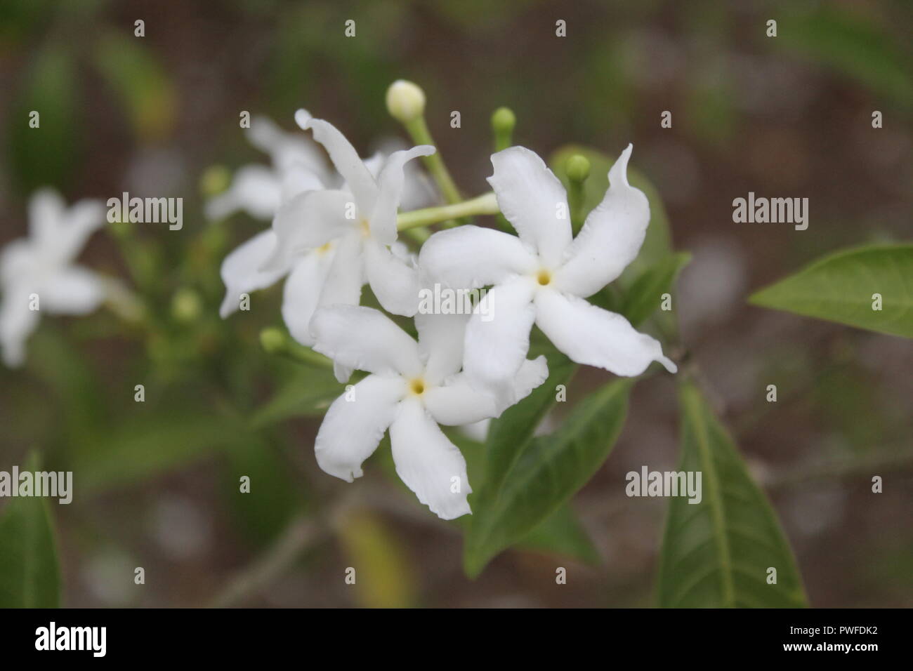 Weiße Blumen symbolisieren Reinheit als Lebenstätigkeit, geeignet für auf der Startseite gehalten werden. Stockfoto