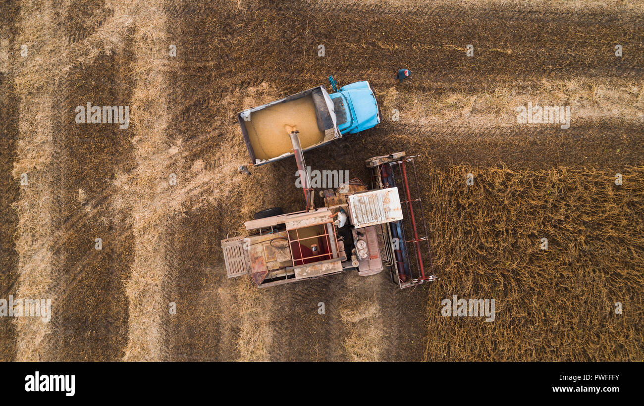 Eine alte Retro kombinieren entlädt Sojabohnen Samen in der Rückseite eines LKW für den Transport in den Getreidespeicher. In der Ukraine. Luftaufnahme. Stockfoto