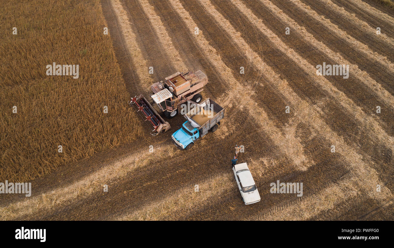 Eine alte Retro kombinieren entlädt Sojabohnen Samen in der Rückseite eines LKW für den Transport in den Getreidespeicher. In der Ukraine. Luftaufnahme. Stockfoto