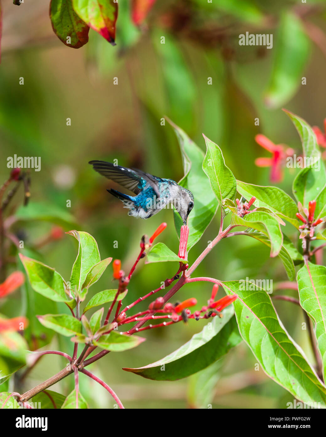 Biene Kolibri (Mellisuga helenae), männlich in nicht-Zucht Gefieder, im Flug auf der Weide auf dem roten Blüten von Firebush (Hamelia blasenmützenmoos). Kuba Stockfoto