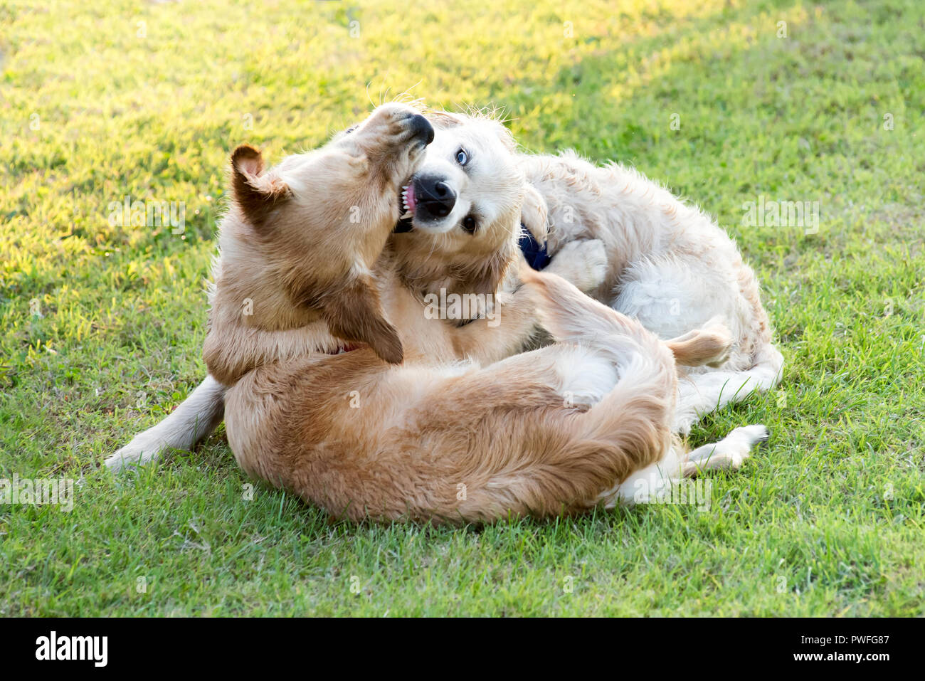 Hunde Beissen Sich Gegenseitig In Den Hals
