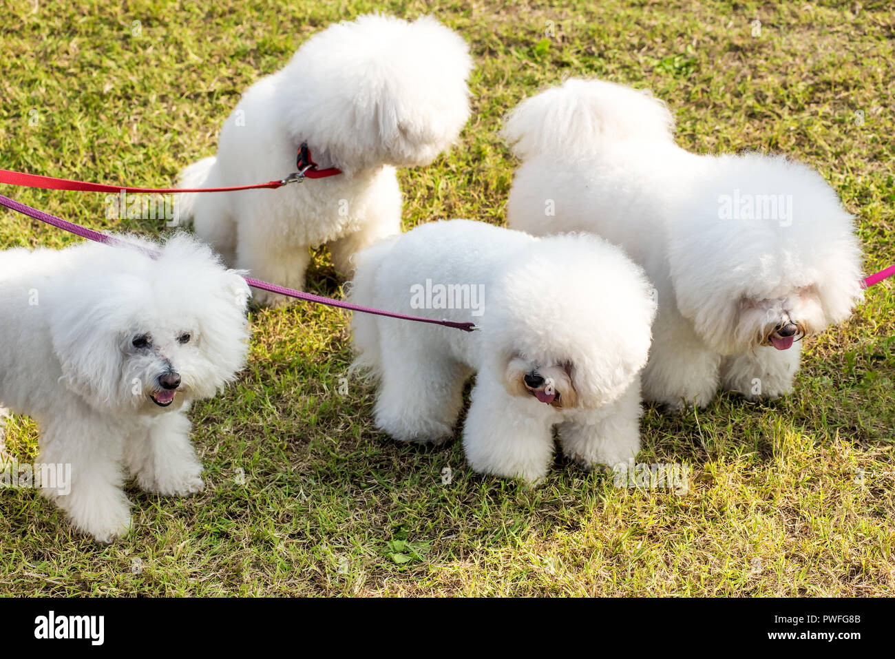 Vier weiße Hunde Bichon Frise ging in den Park, von hohen Winkel in der Nähe gesehen - bis auf grünem Rasen, durch rote Leine gehalten Stockfoto