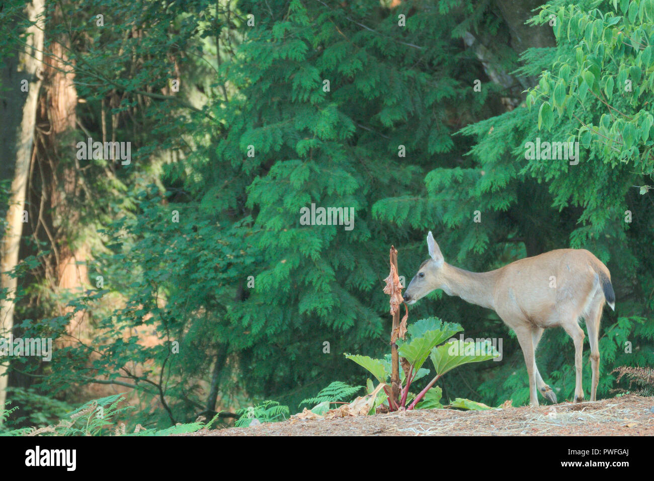 Hirsche im Hinterhof in Surrey, British Columbia, Kanada Stockfoto