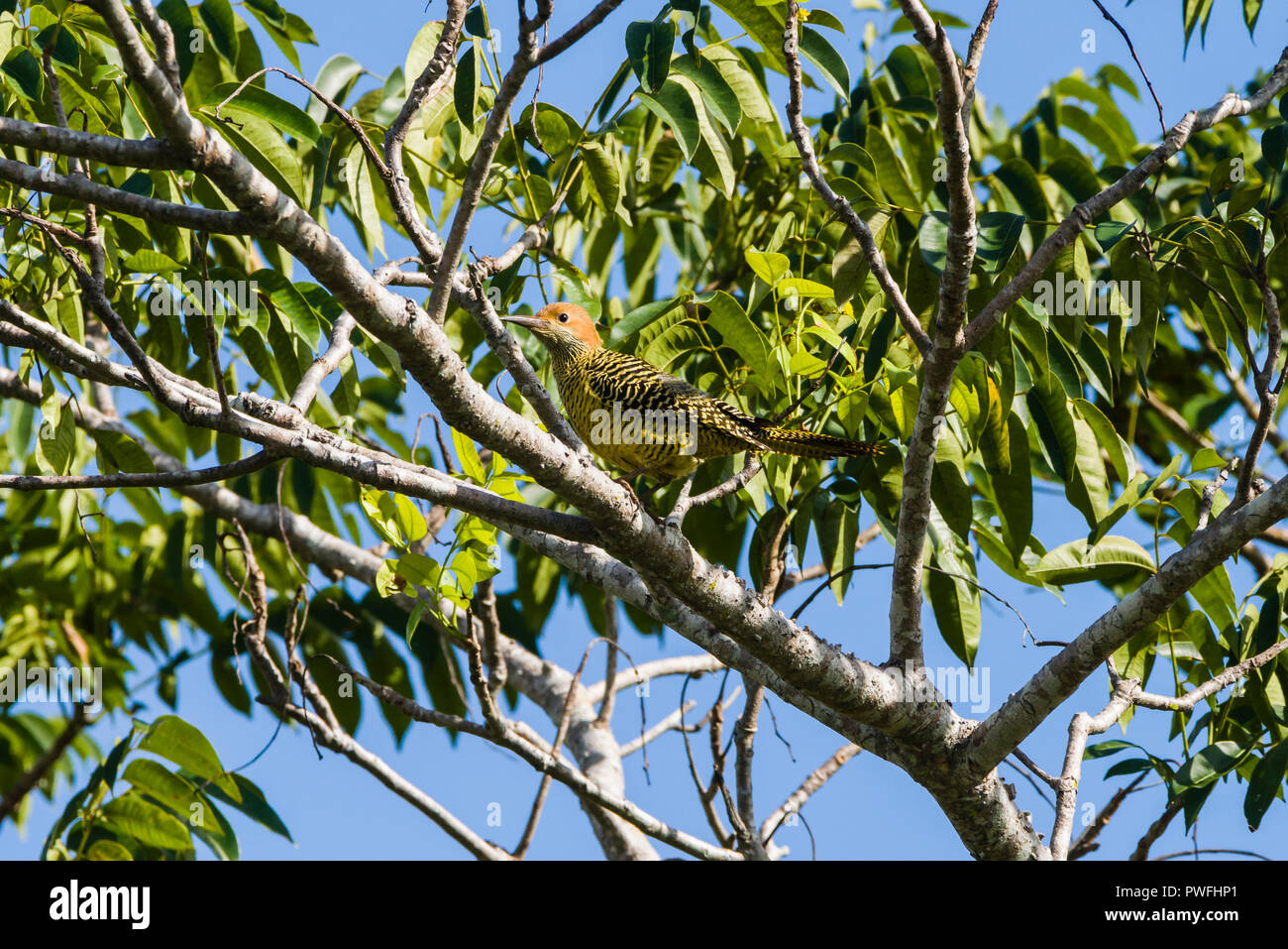 Diese weibliche Fernandina Flicker (Colaptes fernandinae) ist eine der seltensten Spechtarten der Welt, an zweiter Stelle nur zu Ivory-billed woodpecker. Stockfoto