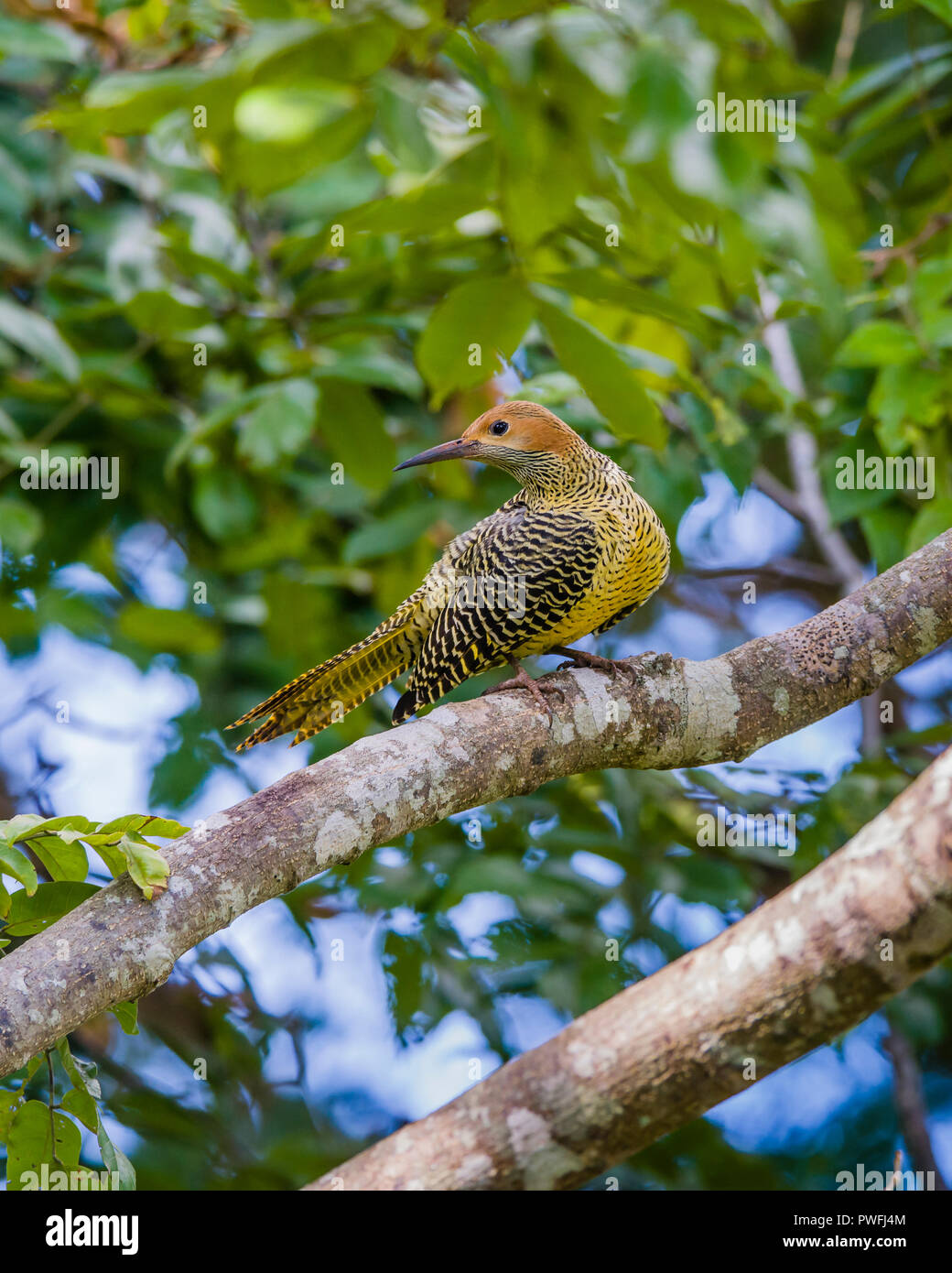 Diese weibliche Fernandina Flicker (Colaptes fernandinae) ist eine der seltensten Spechtarten der Welt, an zweiter Stelle nur zu Ivory-billed woodpecker. Stockfoto