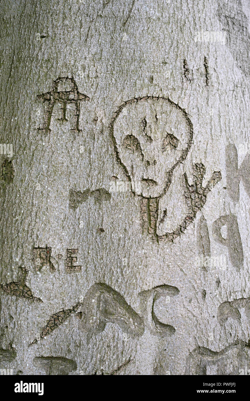 Extraterrestrische oder Alien und UFO, das Raumschiff oder die Raumsonde geschnitzt in Buche Baum Rinde bei Bäcker Hill Wood Mickleton Gloucestershire England Stockfoto