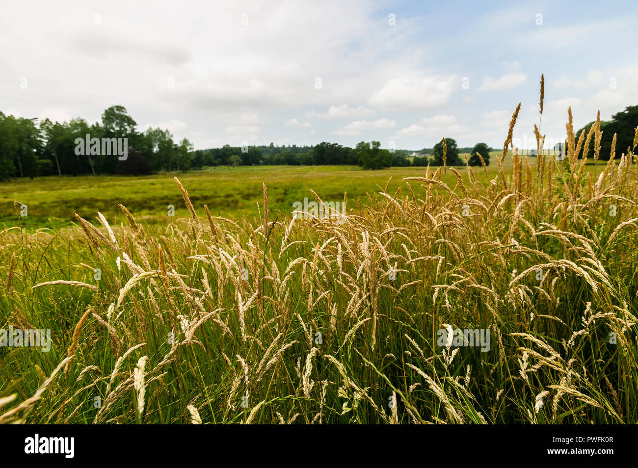 Wilde wiese gras in ein grünes Feld Stockfoto
