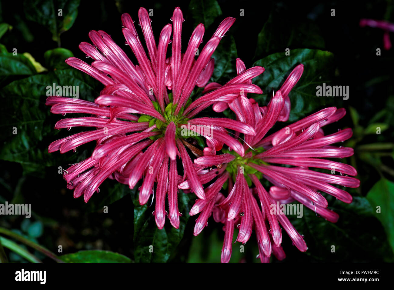 "Justicia Dryas, mit gemeinsamen Namen einschließlich Brasilianischen plume Blume, Brasilianisch-plume, Flamingo Blume und jacobinia - ist eine blühende Pflanze in der fam Stockfoto