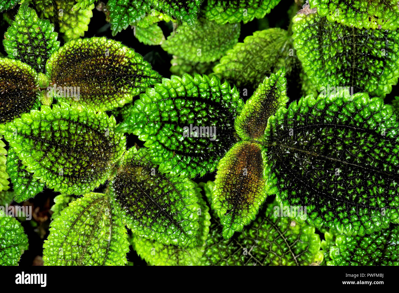 Pilea mollis ist eine Pflanzenart aus der Gattung der blühenden Pflanze