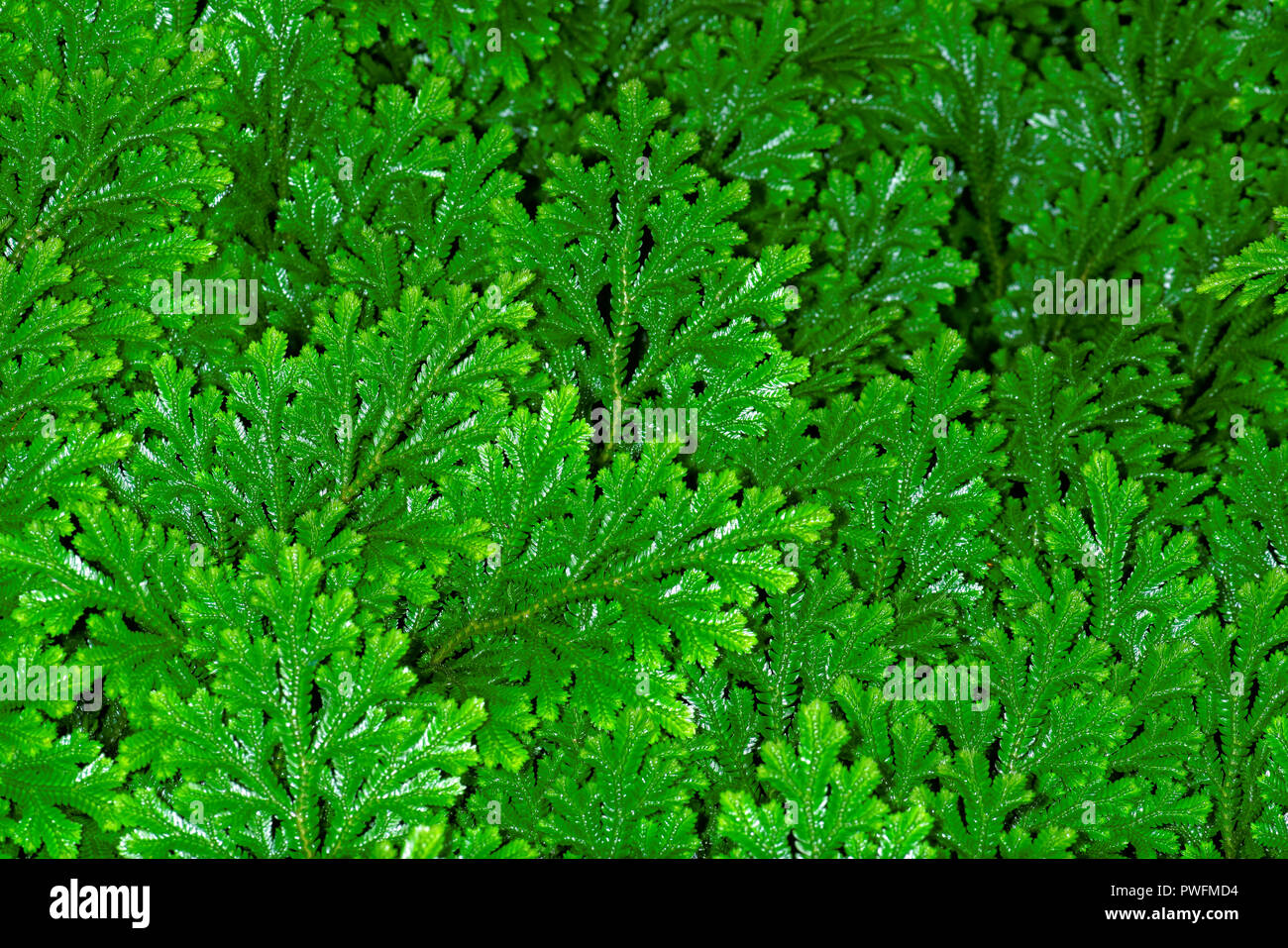 Selaginella martensii, die vielgestaltige spikemoss oder Martens spikes Moss, ist ein selaginellaceae lycophyte in der Familie. Sie ist heimisch in Mexiko und Cent Stockfoto