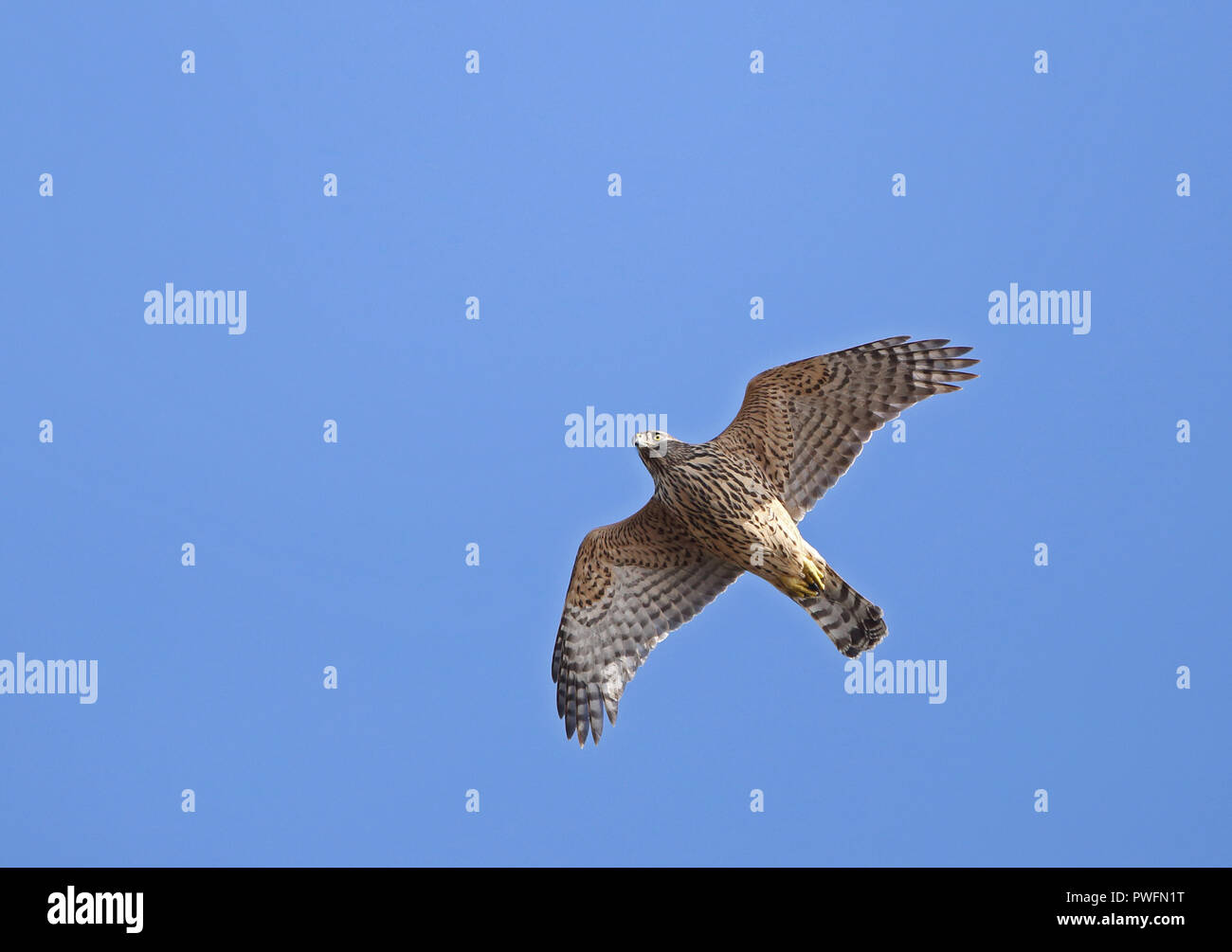 Nördlicher Habicht (Accipiter gentilis), der unter blauem Himmel fliegt Stockfoto