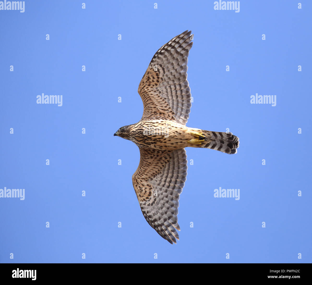 Nördlicher Habicht (Accipiter gentilis), der unter blauem Himmel fliegt Stockfoto